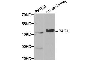 Western blot analysis of extracts of SW620 and mouse kidney cell lines, using BAG1 antibody.