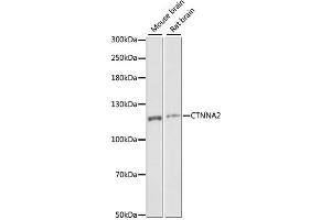 Western blot analysis of extracts of various cell lines, using CTNNA2 antibody (ABIN6292637) at 1:1000 dilution. (CTNNA2 抗体)