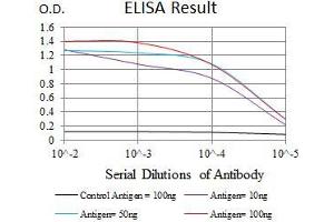 Black line: Control Antigen (100 ng), Purple line: Antigen(10 ng), Blue line: Antigen (50 ng), Red line: Antigen (100 ng), (MRPL42 抗体  (AA 10-142))