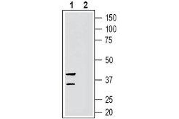 GPR35 抗体  (Extracellular, Loop 2)