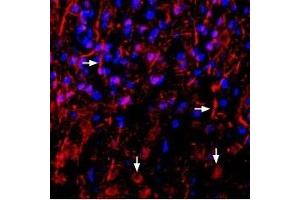 Expression of Neuregulin-1 in rat neocortex - Immunohistochemical staining of perfusion-fixed frozen rat brain sections using Anti-NRG1 (Neuregulin-1) (extracellular) Antibody (ABIN7043353, ABIN7044718 and ABIN7044719), (1:1000), followed by anti-rabbit-biotinylated antibody and streptavidin-Cy3 (red). (Neuregulin 1 抗体  (Extracellular, N-Term))