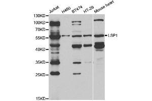 Western Blotting (WB) image for anti-Lymphocyte-Specific Protein 1 (LSP1) antibody (ABIN1876818) (LSP1 抗体)