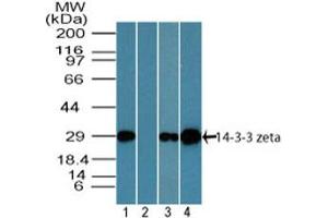 Image no. 1 for anti-14-3-3 zeta (YWHAZ) (AA 200-245) antibody (ABIN1491173) (14-3-3 zeta 抗体  (AA 200-245))