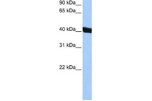 CHI3L1 antibody used at 0.