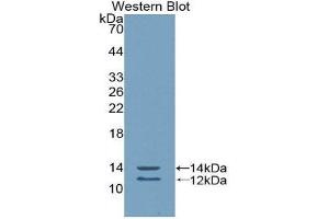 Western Blotting (WB) image for anti-Peptide YY (PYY) (AA 31-97) antibody (ABIN1860387) (Peptide YY 抗体  (AA 31-97))