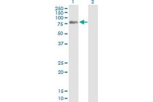Western Blot analysis of PLK3 expression in transfected 293T cell line by PLK3 MaxPab polyclonal antibody. (PLK3 抗体  (AA 1-646))