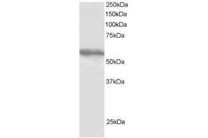 Image no. 1 for anti-Tripartite Motif-containing 4 (TRIM4) (C-Term) antibody (ABIN374319) (TRIM4 抗体  (C-Term))