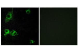 Immunofluorescence (IF) image for anti-Laminin, alpha 1 (LAMA1) (C-Term) antibody (ABIN1850442) (Laminin alpha 1 抗体  (C-Term))
