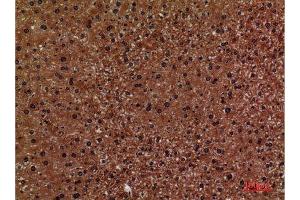 Immunohistochemistry (IHC) analysis of paraffin-embedded Mouse Liver, antibody was diluted at 1:100. (CD276 抗体  (Internal Region))