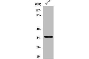 Western Blot analysis of HepG2 cells using Olfactory receptor 52A1 Polyclonal Antibody (OR52A1 抗体  (Internal Region))