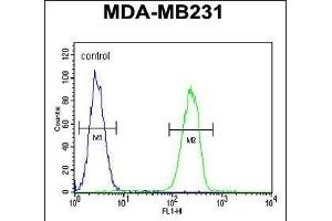 HPGD Antibody (C-term) (ABIN390765 and ABIN2841023) flow cytometric analysis of MDA-M cells (right histogram) compared to a negative control cell (left histogram). (HPGD 抗体  (C-Term))