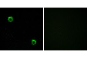 Peptide - +Western blot analysis of extracts from HeLa cells, using FZD2 antibody. (FZD2 抗体  (Internal Region))