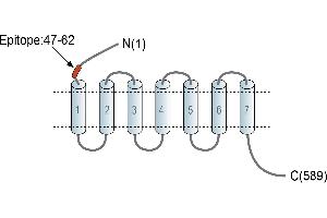 Representative domain view of the target of ABIN7884880.