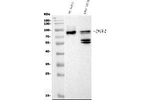 Western blot analysis of DDX4/MVH using anti-DDX4/MVH antibody (ABIN7601204). (DDX4 抗体  (AA 3-666))