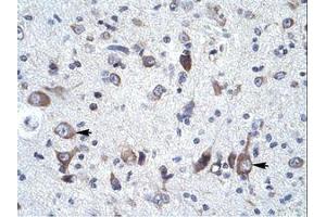 Image no. 1 for anti-Neuronal Calcium Sensor 1 (NCS1) (N-Term) antibody (ABIN6736039) (NCS1 抗体  (N-Term))