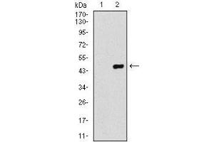 Western Blotting (WB) image for anti-Coactosin-Like Protein antibody (ABIN969510)