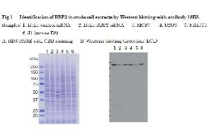 Western Blotting (WB) image for anti-Lysine (K)-Specific Demethylase 5A (KDM5A) (AA 1416-1434) antibody (ABIN3201015) (KDM5A 抗体  (AA 1416-1434))