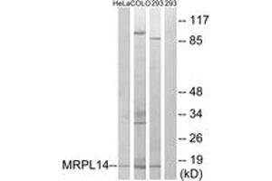 Western Blotting (WB) image for anti-Mitochondrial Ribosomal Protein L14 (MRPL14) (AA 96-145) antibody (ABIN2890048) (MRPL14 抗体  (AA 96-145))
