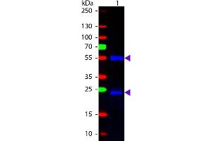 Western blot of Fluorescein conjugated Chicken Anti-Mouse IgG secondary antibody. (小鸡 anti-小鼠 IgG (Heavy & Light Chain) Antibody (FITC) - Preadsorbed)