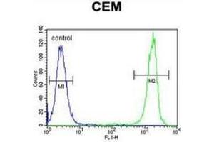 Flow cytometric analysis of CEM cells (right histogram) compared to a negative control cell (left histogram) using NUDT22  Antibody (C-term), followed by FITC-conjugated goat-anti-rabbit secondary antibodies. (NUDT22 抗体  (C-Term))