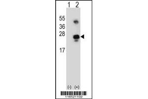 Western blot analysis of GADD45A using rabbit polyclonal GADD45A Antibody using 293 cell lysates (2 ug/lane) either nontransfected (Lane 1) or transiently transfected (Lane 2) with the GADD45A gene. (GADD45A 抗体  (C-Term))