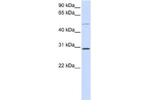 PLA1A antibody used at 1 ug/ml to detect target protein. (PLA1A 抗体  (Middle Region))