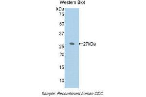 Western Blotting (WB) image for anti-Ornithine Decarboxylase 1 (ODC1) (AA 234-453) antibody (ABIN1860100)