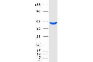 Western Blotting (WB) image for Pyruvate Kinase M2 (PKM2) (Transcript Variant 1) protein (Myc-DYKDDDDK Tag) (ABIN2729059)