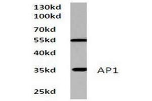 Image no. 1 for anti-Jun Proto-Oncogene (JUN) antibody (ABIN265351) (C-JUN 抗体)
