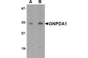 Western Blotting (WB) image for anti-Glucosamine-6-Phosphate Deaminase 1 (GNPDA1) (C-Term) antibody (ABIN1030415) (GNPDA1 抗体  (C-Term))
