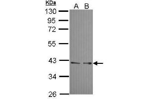 Western Blotting (WB) image for anti-Ubiquitin Fusion Degradation Protein 1 Homolog (UFD1L) (full length) antibody (ABIN2856688)