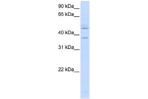 WB Suggested Anti-RFC3 Antibody Titration:  0. (RFC3 抗体  (C-Term))