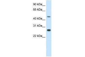SPZ1 antibody (20R-1158) used at 0. (SPZ1 抗体  (C-Term))