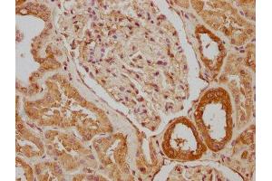 IHC image of ABIN7170398 diluted at 1:640 and staining in paraffin-embedded human kidney tissue performed on a Leica BondTM system. (SNX5 抗体  (AA 7-245))