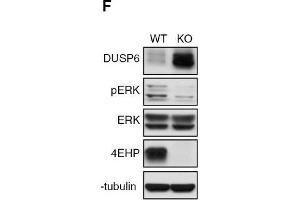 Depletion of 4EHP expression affects cell proliferation, survival, and ERK1/2 phosphorylation. (EIF4E2 抗体)