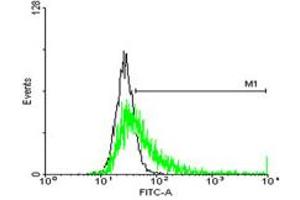 FACS analysis of negative control 293 cells (Black) and HLA-DQB1 expressing 293 cells (Green) using HLA-DQB1 purified MaxPab mouse polyclonal antibody.