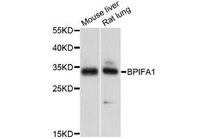 Western blot analysis of extracts of various cell lines, using BPIFA1 antibody (ABIN5995800) at 1/1000 dilution. (BPIFA1 抗体)