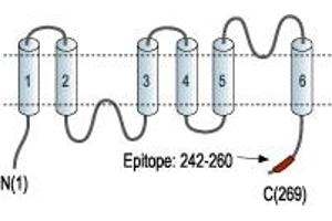 anti-Aquaporin 1 (Colton Blood Group) (AQP1) (AA 242-260), (C-Term), (Intracellular) antibody