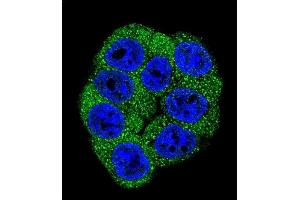 Confocal immunofluorescent analysis of Fructose 6 Phosphate Kinase (PFKM) Antibody (C-term) (ABIN392749 and ABIN2842203) with Hela cell followed by Alexa Fluor 488-conjugated goat anti-rabbit lgG (green). (PFKM 抗体  (C-Term))