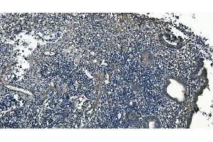 IHC analysis of GNG7 using anti-GNG7 antibody (ABIN7600508). (GNG7 抗体  (AA 2-57))