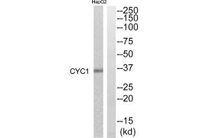 Western blot analysis of extracts from HepG2 cells, using CYC1 antibody. (Cytochrome C1 抗体  (Internal Region))
