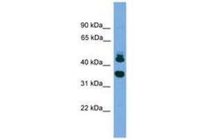 Image no. 1 for anti-Sorting Nexin 32 (SNX32) (AA 251-300) antibody (ABIN6745574) (SNX32 抗体  (AA 251-300))