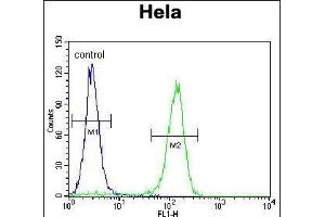 CCNC Antibody (N-term) (ABIN655158 and ABIN2844776) flow cytometric analysis of Hela cells (right histogram) compared to a negative control cell (left histogram). (Cyclin C 抗体  (N-Term))