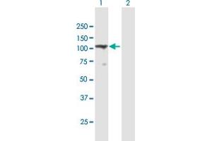 Western Blot analysis of TMEM24 expression in transfected 293T cell line by TMEM24 MaxPab polyclonal antibody. (C2CD2L 抗体  (AA 1-706))
