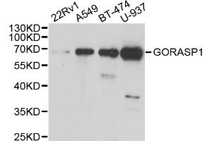 Western blot analysis of extracts of various cell lines, using GORASP1 antibody (ABIN5973972) at 1/1000 dilution. (GORASP1 抗体)