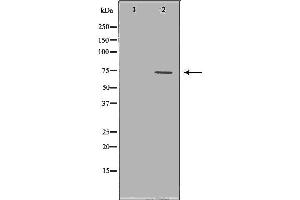 Western blot analysis of extracts of A549 , using VCP antibody. (VCP 抗体  (Internal Region))
