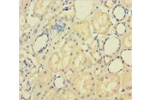 Immunohistochemistry of paraffin-embedded human kidney tissue using ABIN7162611 at dilution of 1:100 (PAPPA 抗体  (AA 95-302))