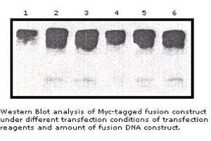 Image no. 1 for anti-Myc Tag (AA 410-419) antibody (ABIN790724) (Myc Tag 抗体  (AA 410-419))