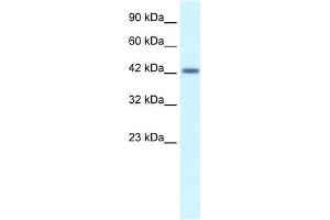 WB Suggested Anti-ATF2 Antibody Titration:  1. (ATF2 抗体  (C-Term))