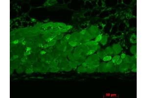Immunohistochemistry analysis using Mouse Anti-Hsp90 Monoclonal Antibody, Clone 4F3. (HSP90 抗体)